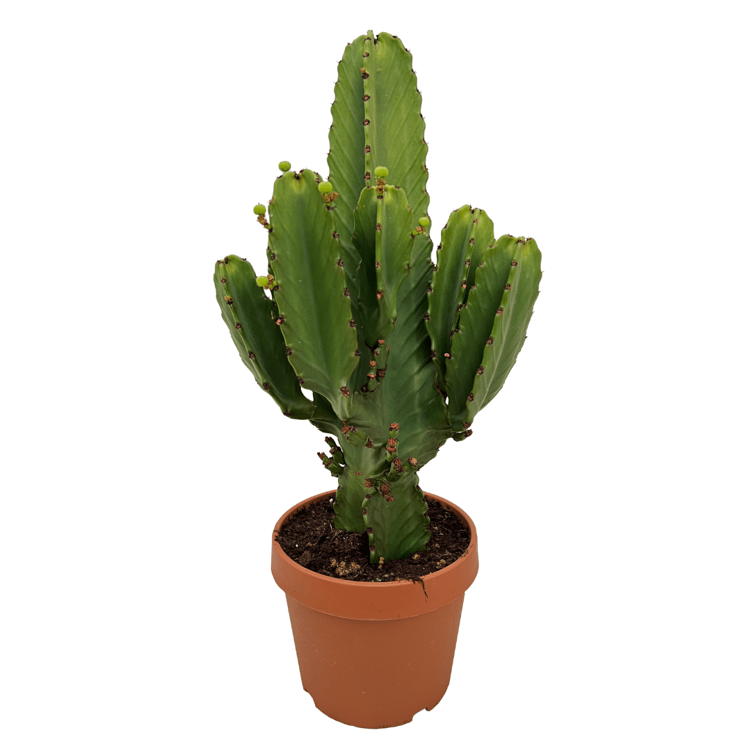 Euphorbia ingens xl