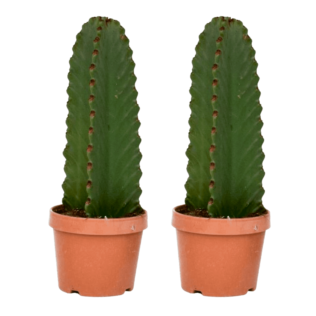 Euphorbia ingens - set de 2