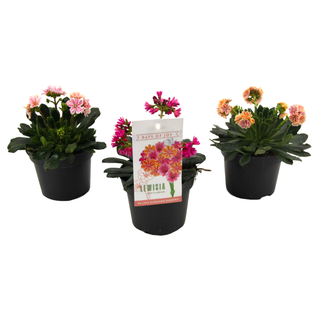 Lewisia 'bitter root' - mélange de 3