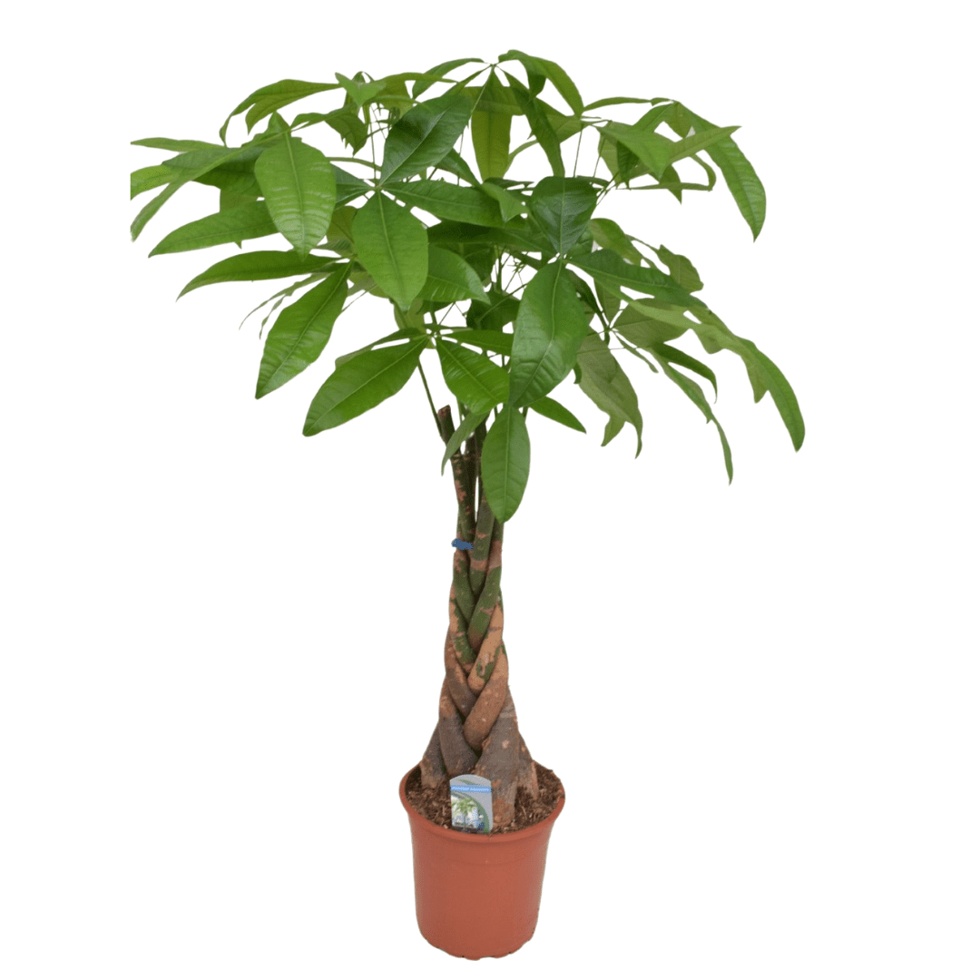 Pachira 'money tree' (arbre à argent) xl