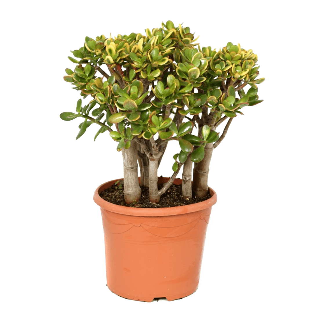 Crassula ovata 'sunset' xl