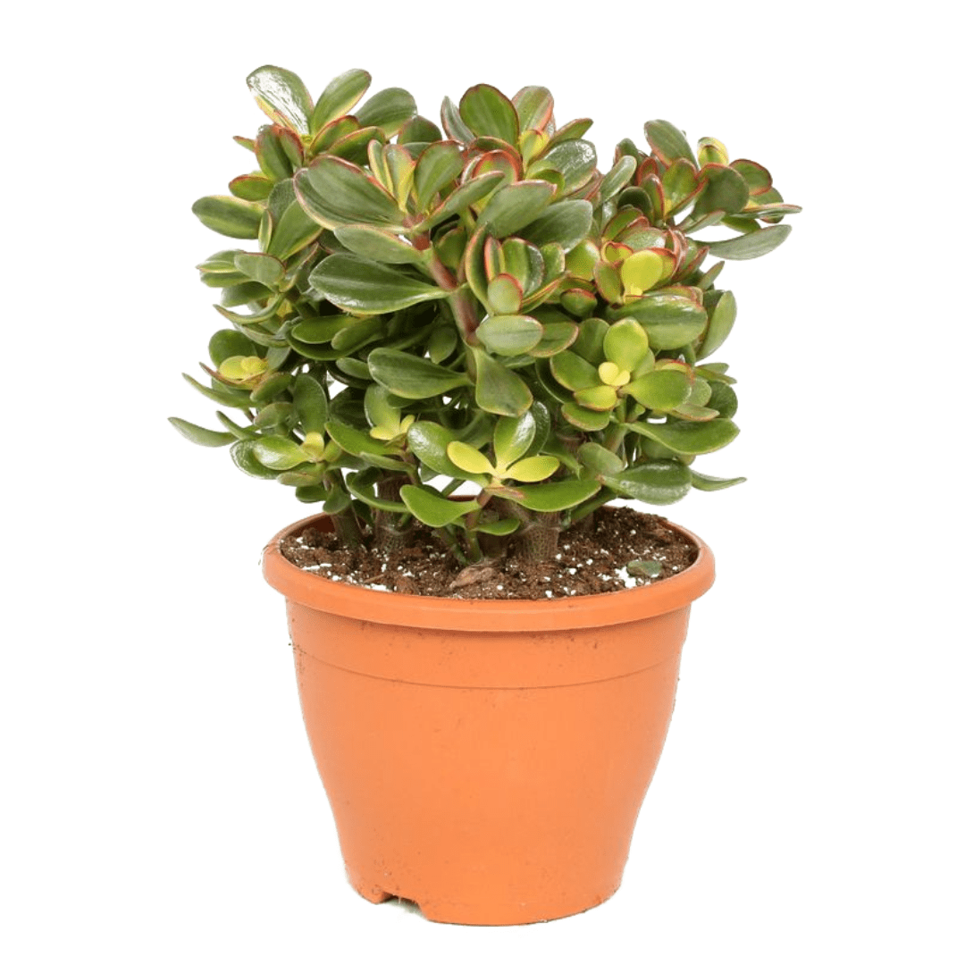 Crassula ovata 'sunset' l