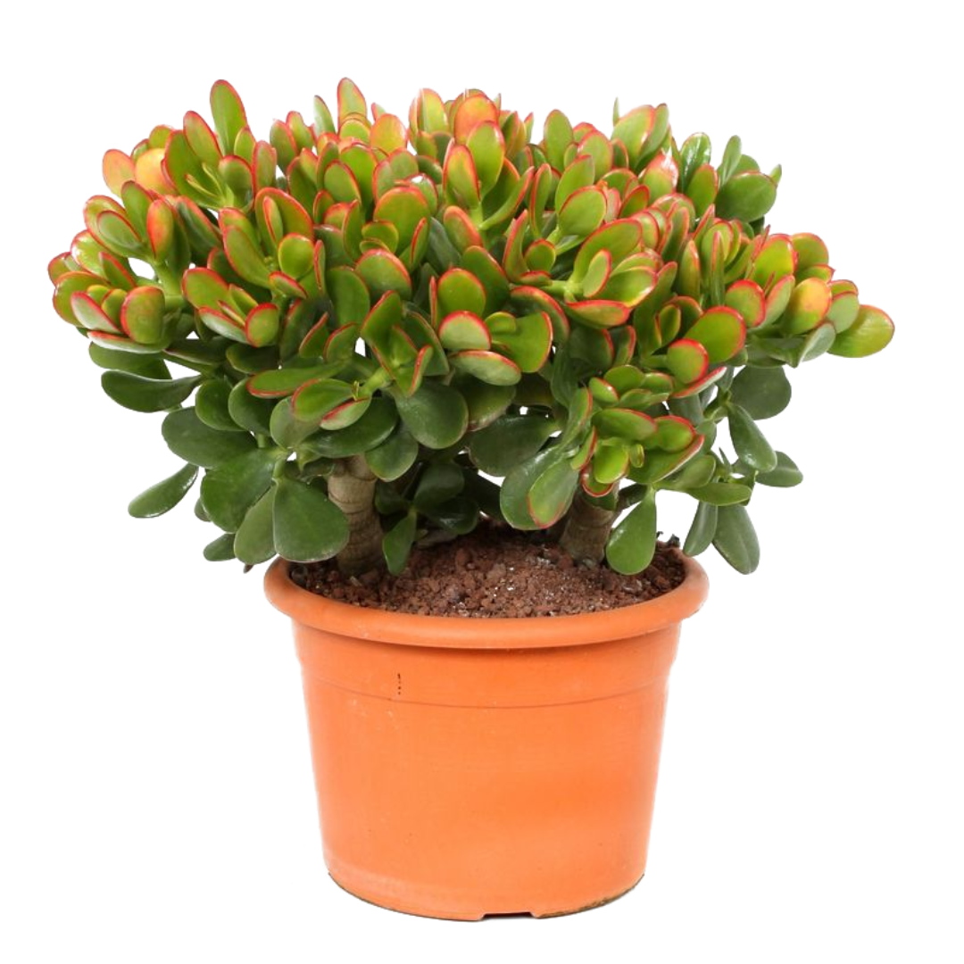 Crassula ovata 'sunset' m