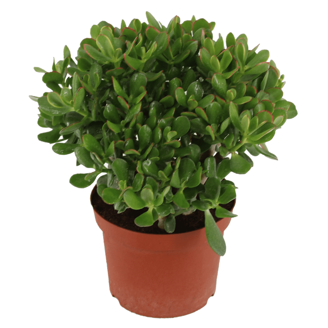 Crassula ovata 'minor' l