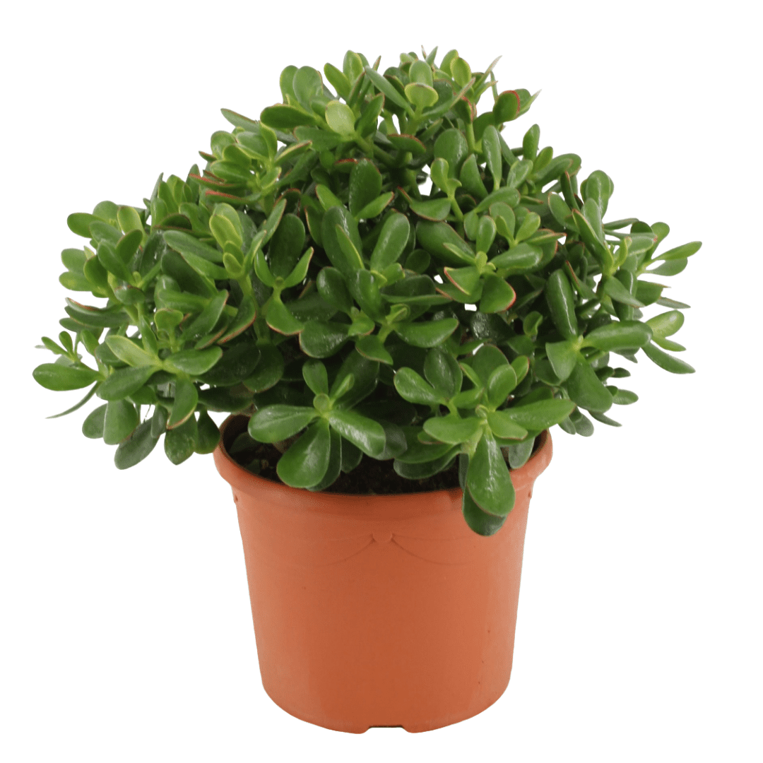 Crassula ovata 'minor' m