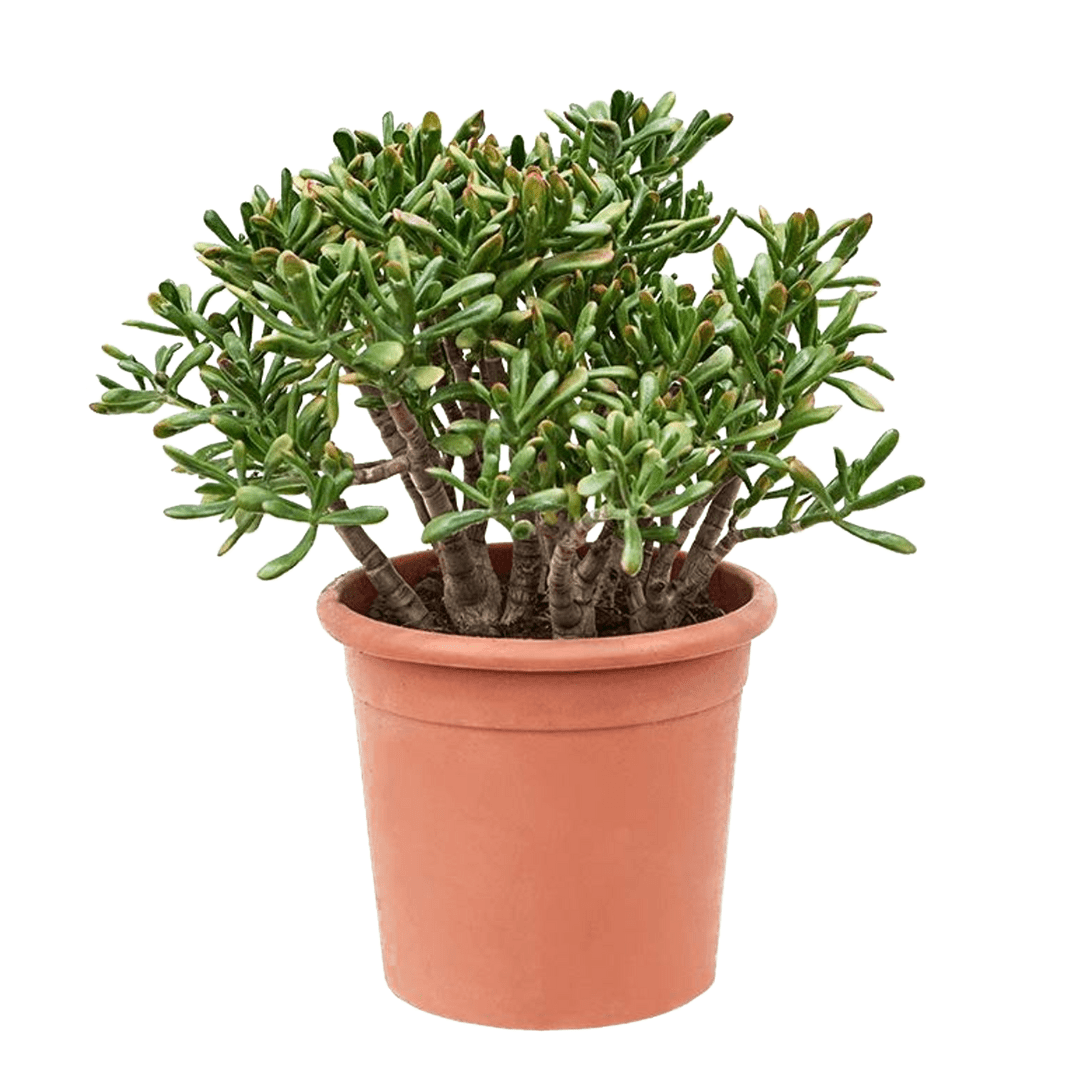 Crassula ovata 'hobbit' xl