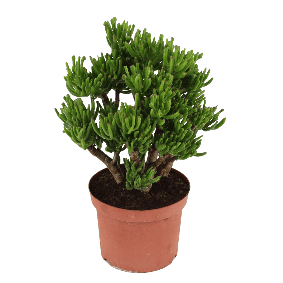 Crassula ovata 'hobbit' l