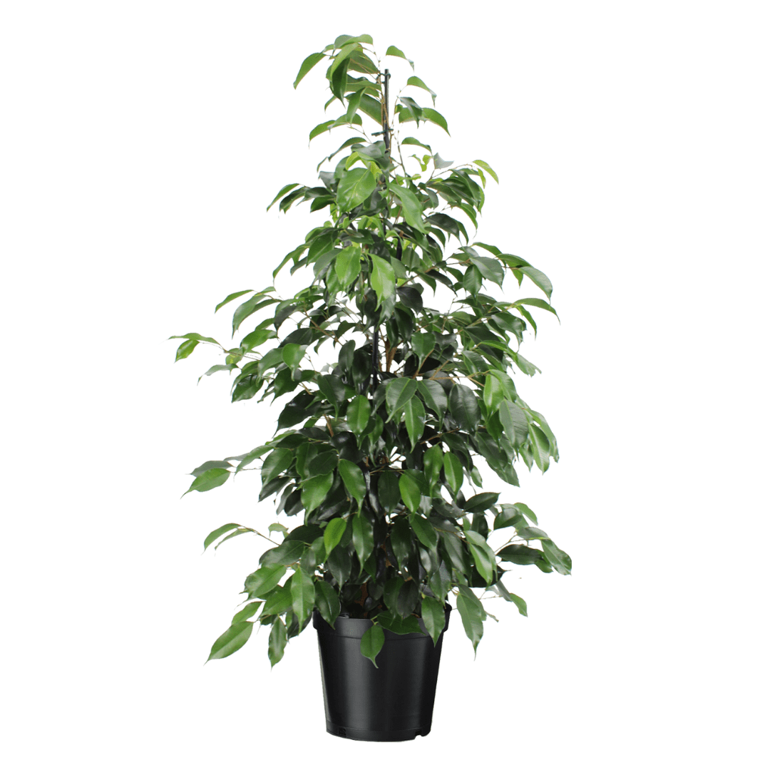 Ficus benjamina 'danielle' xl