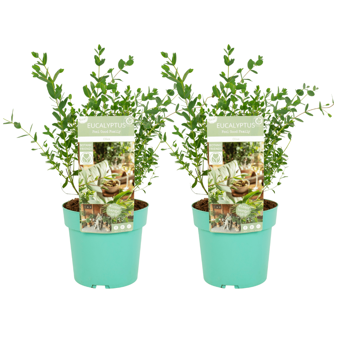 Eucalyptus 'oliva' arbuste xl - set de 2