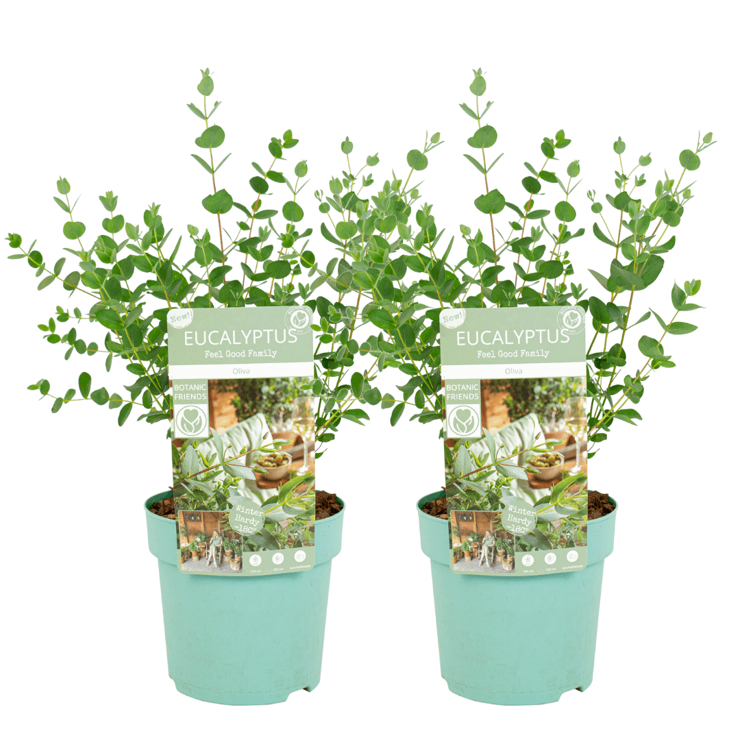 Eucalyptus 'oliva' arbuste - set de 2