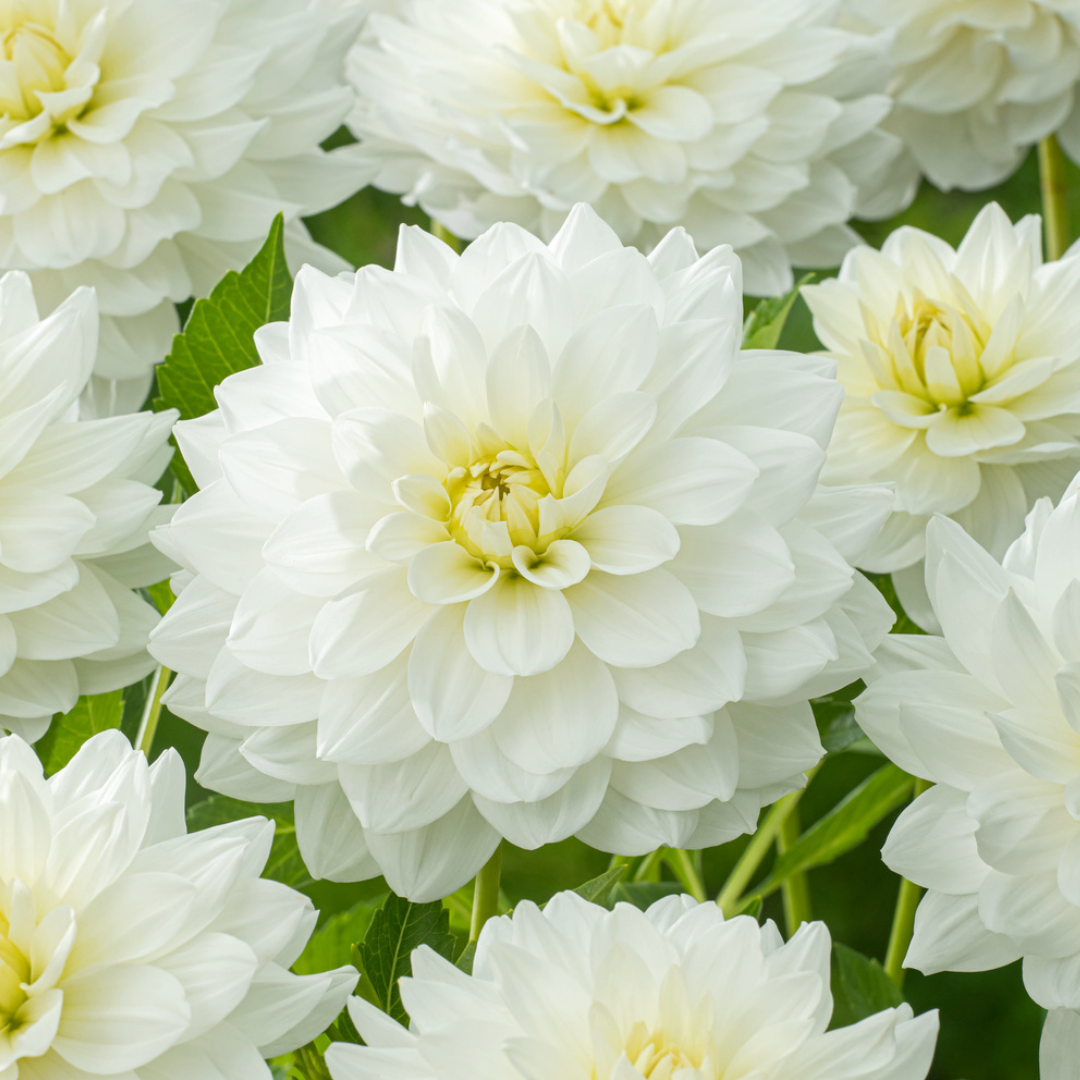 Dahlia 'white perfection' - set de 3