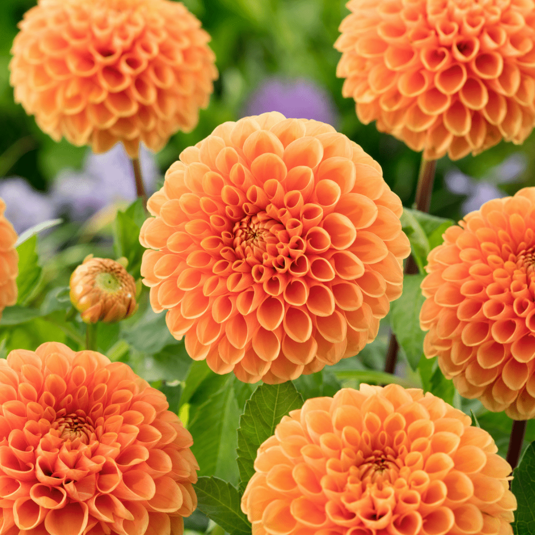 Dahlia 'sylvia' - set de 3