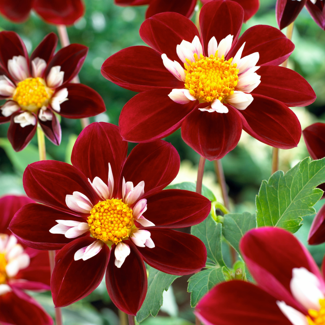 Dahlia 'mary evelyn' - set de 3