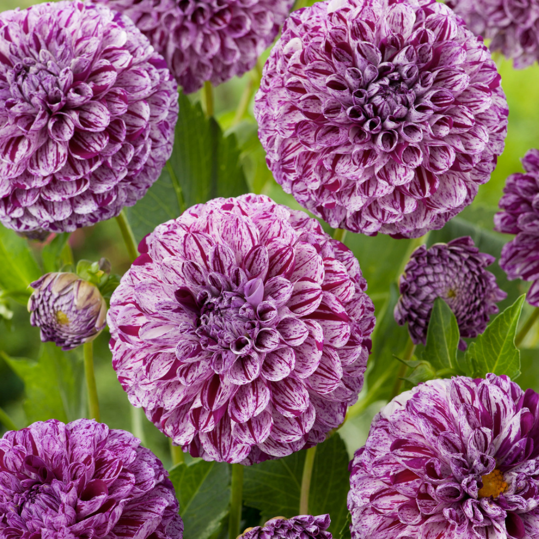 Dahlia 'marble ball' - set de 3