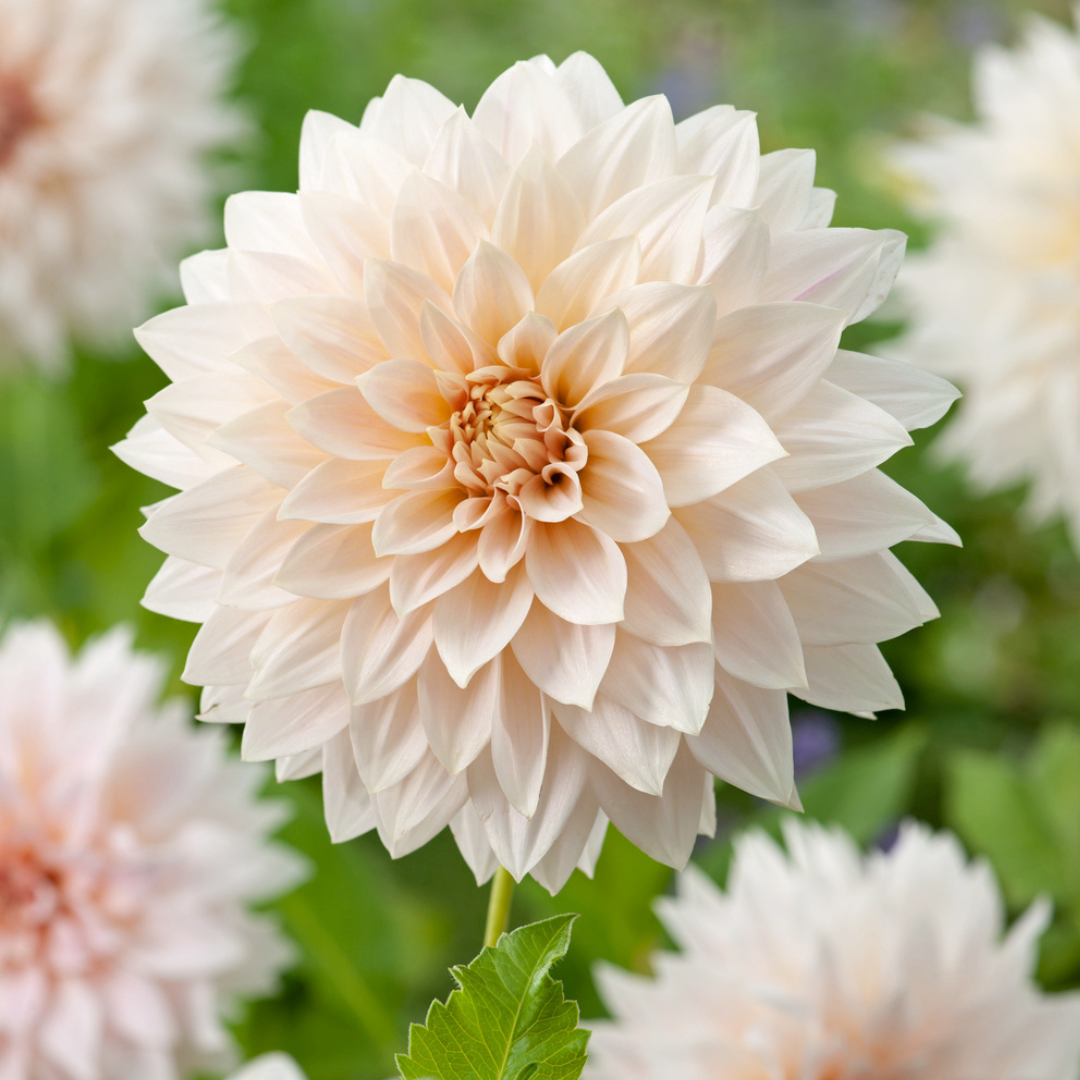 Dahlia 'café au lait' - set de 3