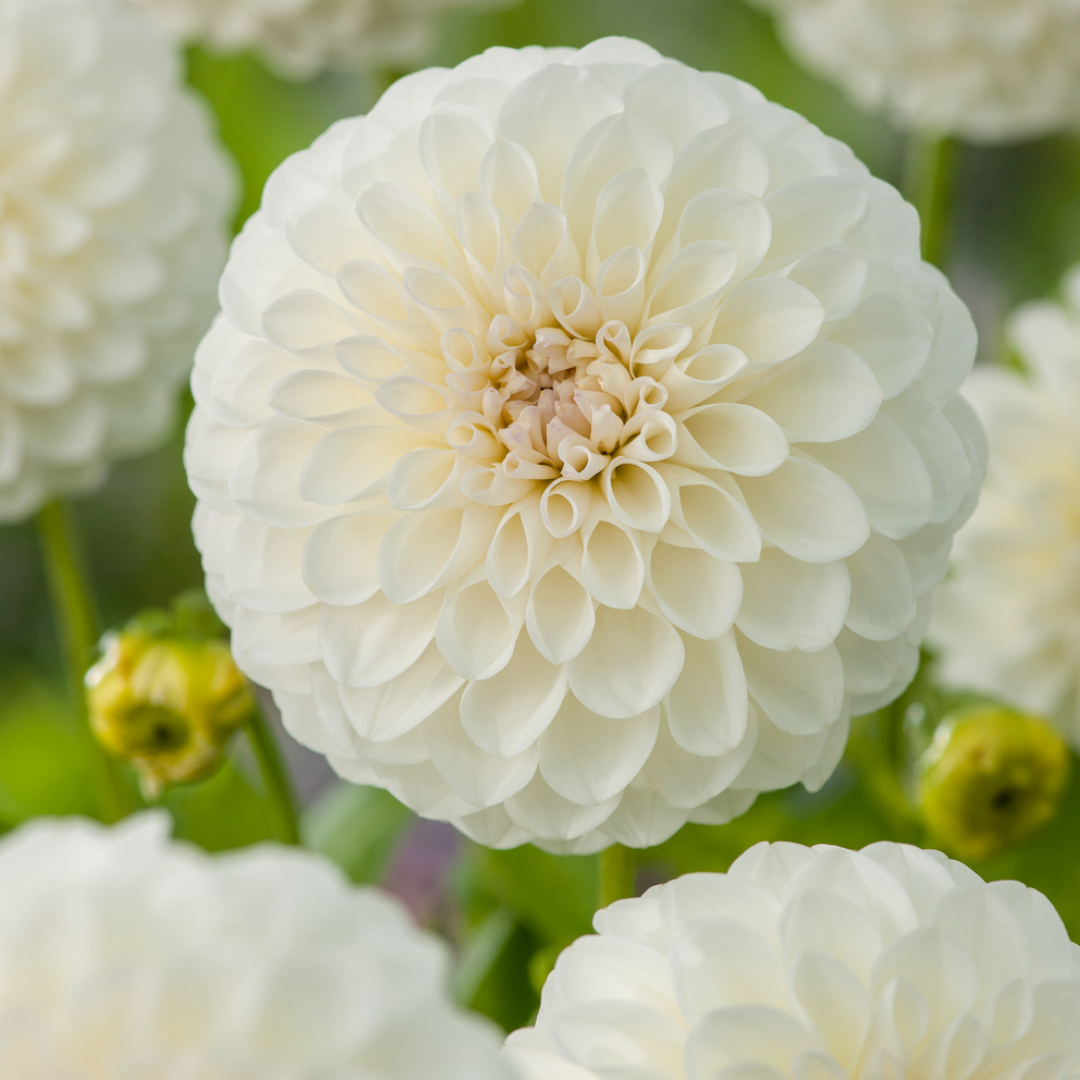 Dahlia 'boom boom white' - set de 3