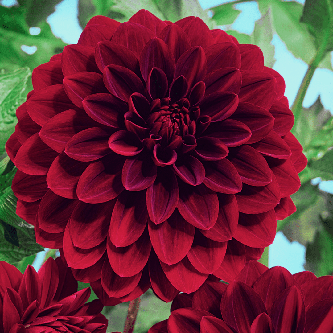 Dahlia 'arabian night' - set de 6