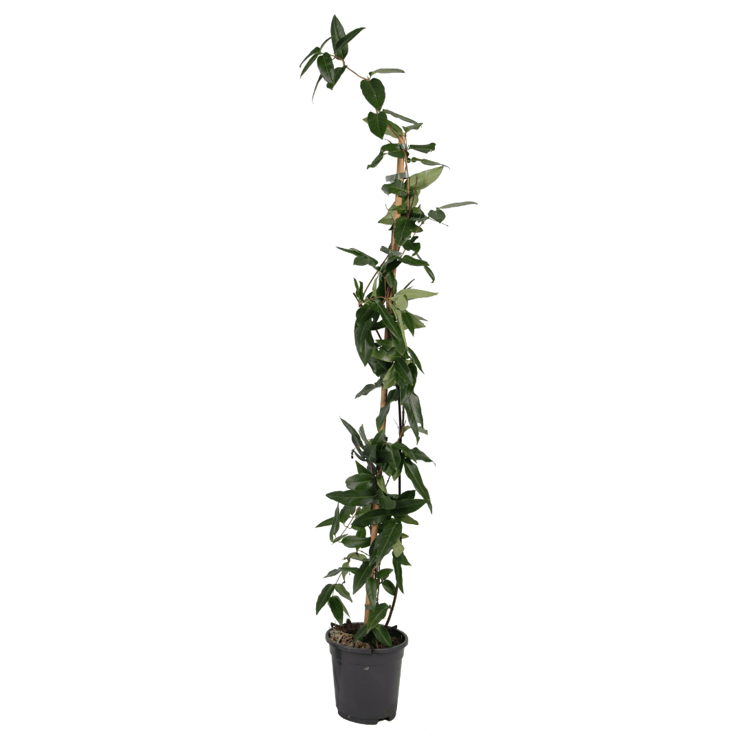 Lonicera copper beauty xl 120cm