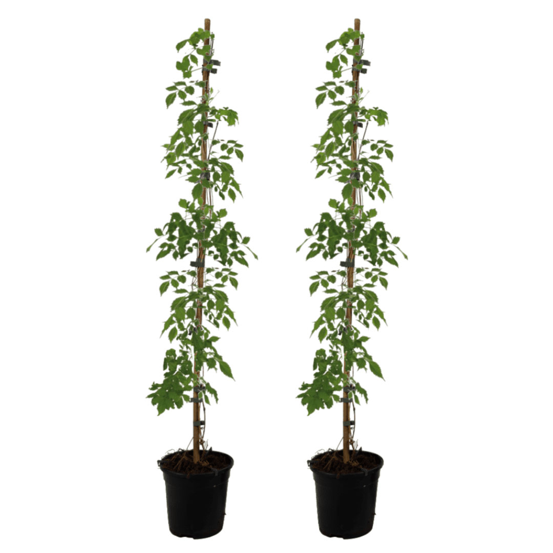 Campsis 'radicans' xl 120cm - set de 2