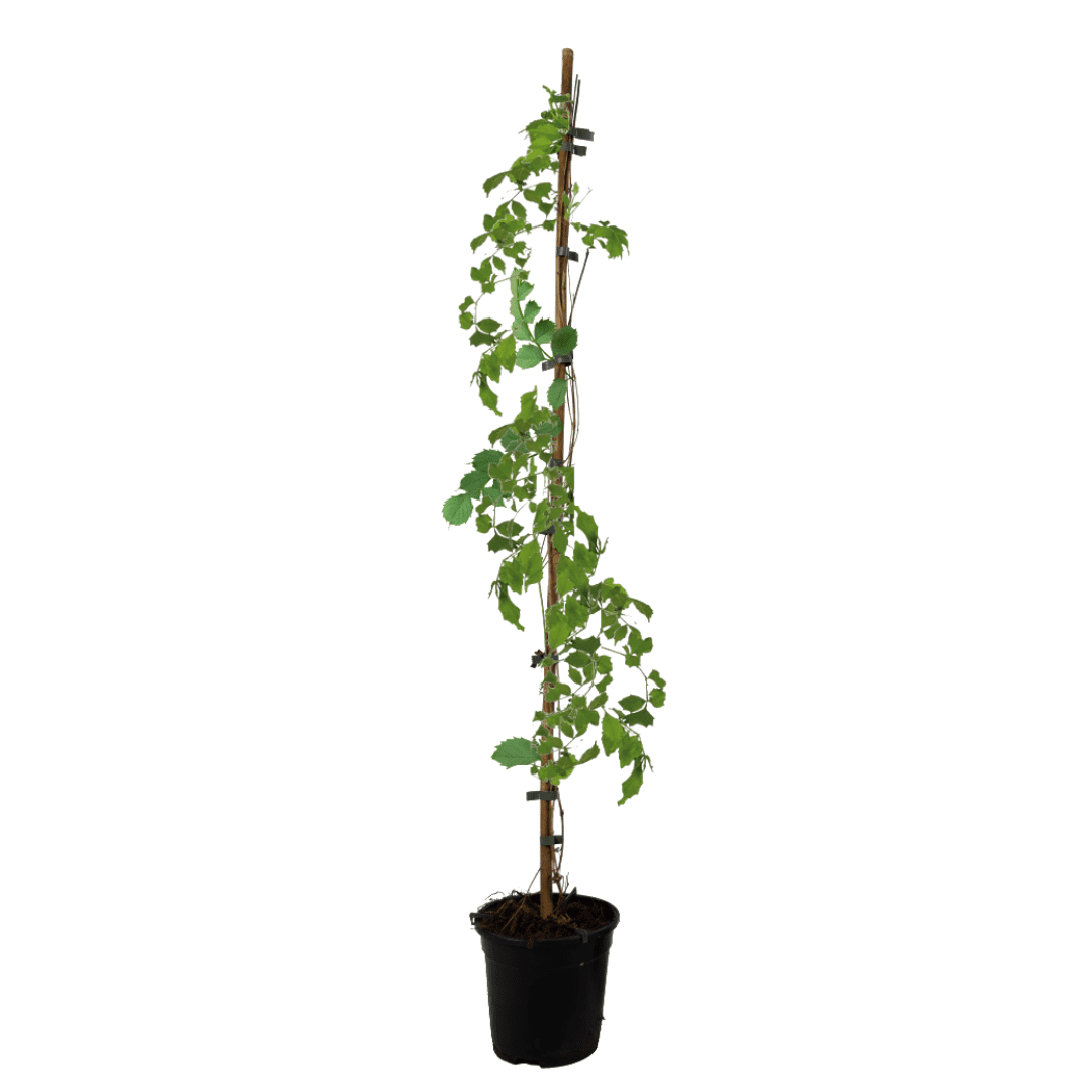 Campsis 'flava' xl 120cm