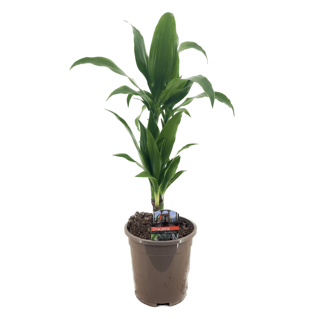 Dracaena deremensis 'janet craig'