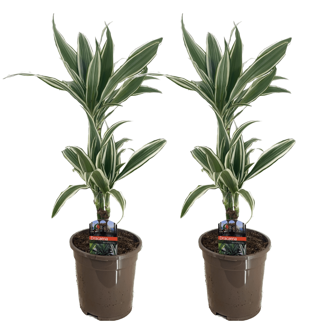 Dracaena deremensis 'white stripe' - set