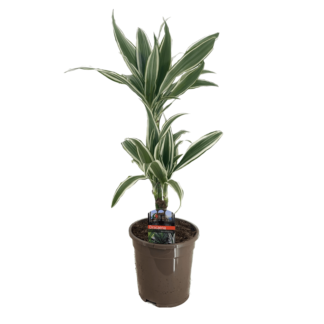 Dracaena deremensis 'white stripe'