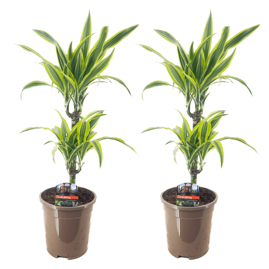 Dracaena deremensis 'lemon lime' - set d