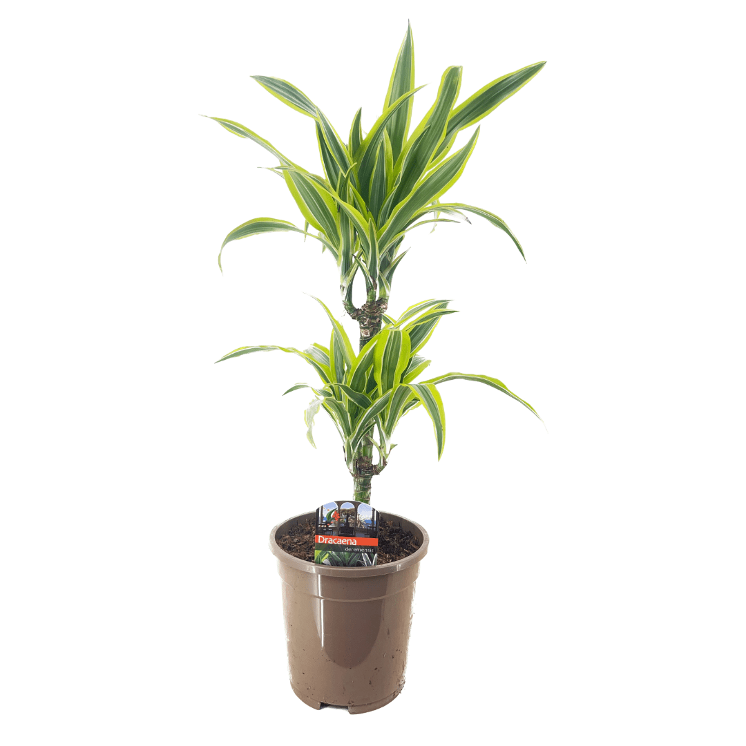 Dracaena deremensis 'lemon lime'