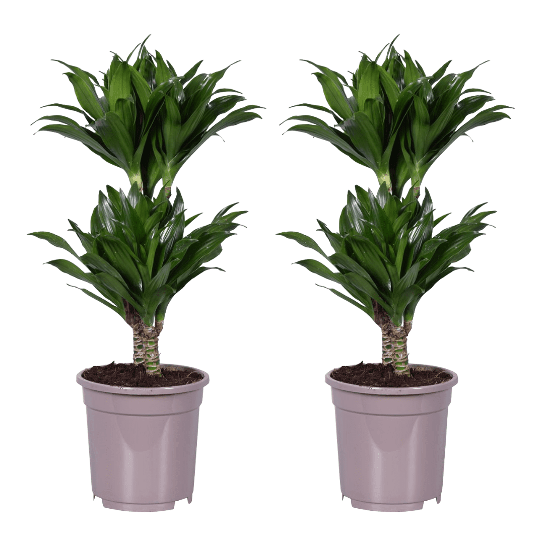 Dracaena deremensis 'compacta' - set de