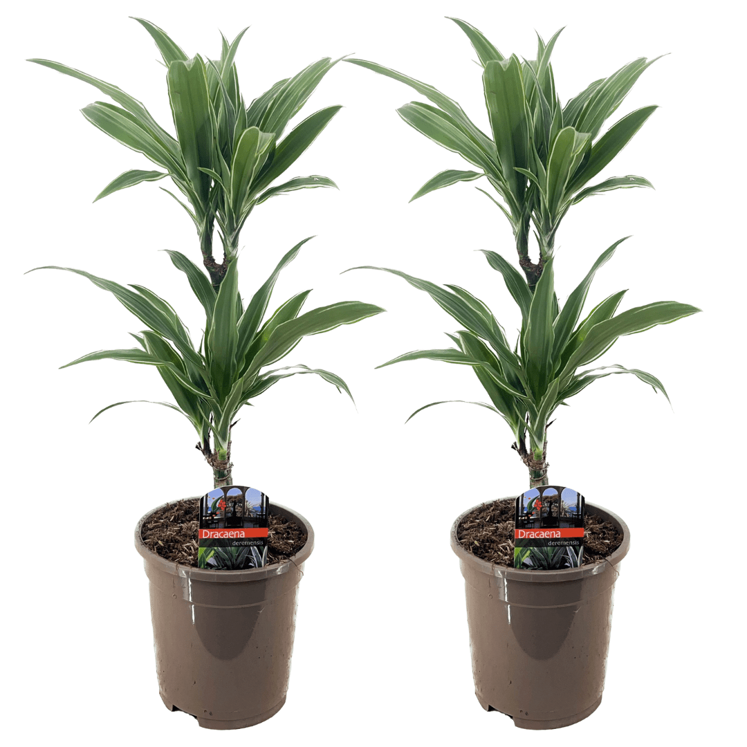 Dracaena deremensis 'warneckei' - set de