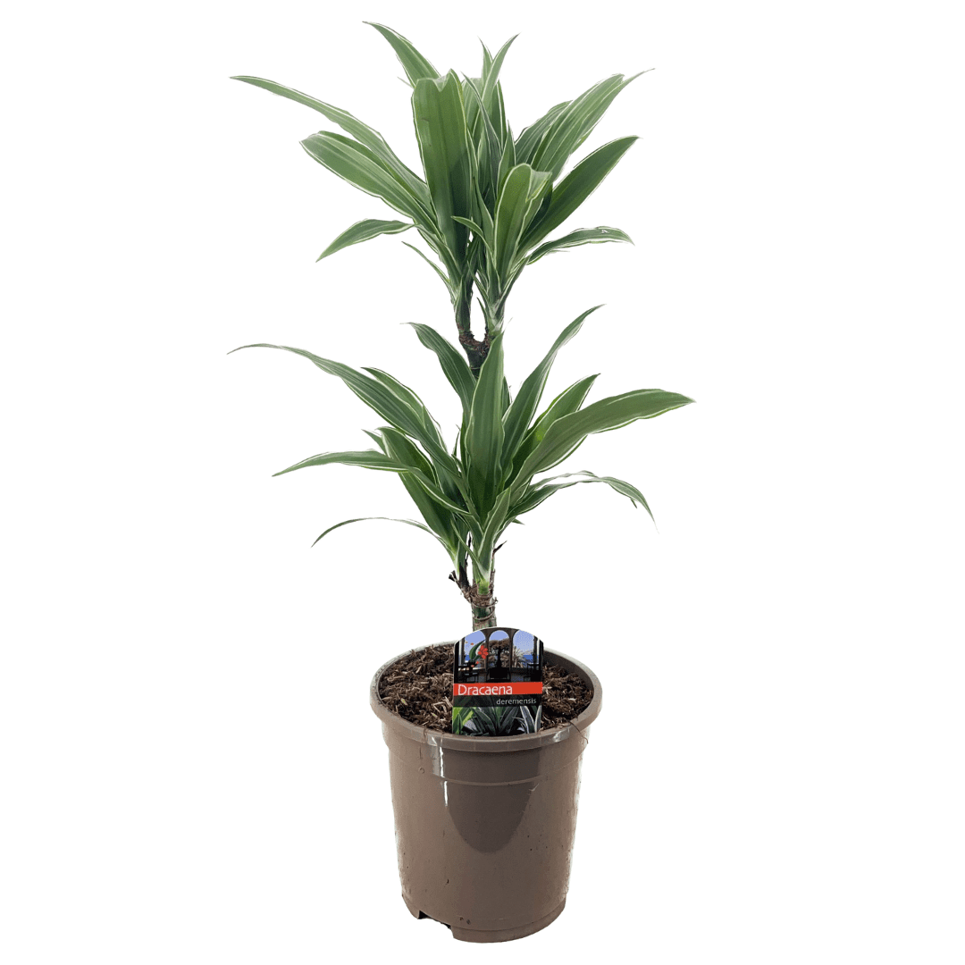 Dracaena deremensis 'warneckei'