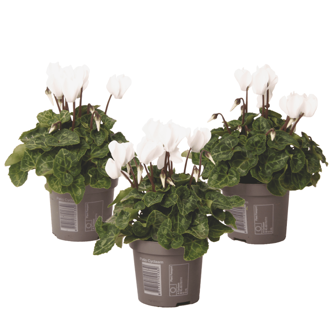 Cyclamen blanc - set de 3