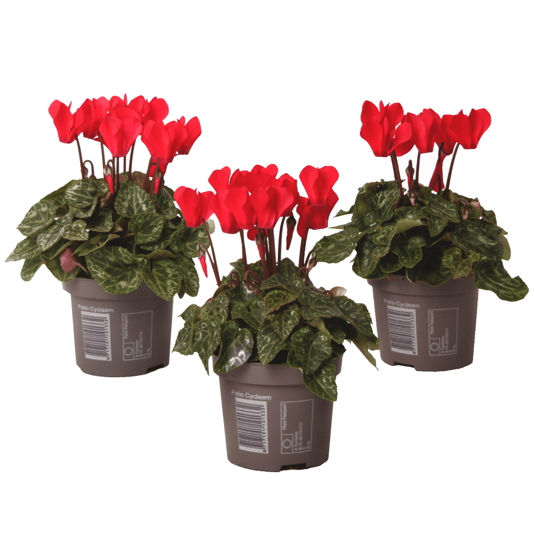 Cyclamen rouge - set de 3