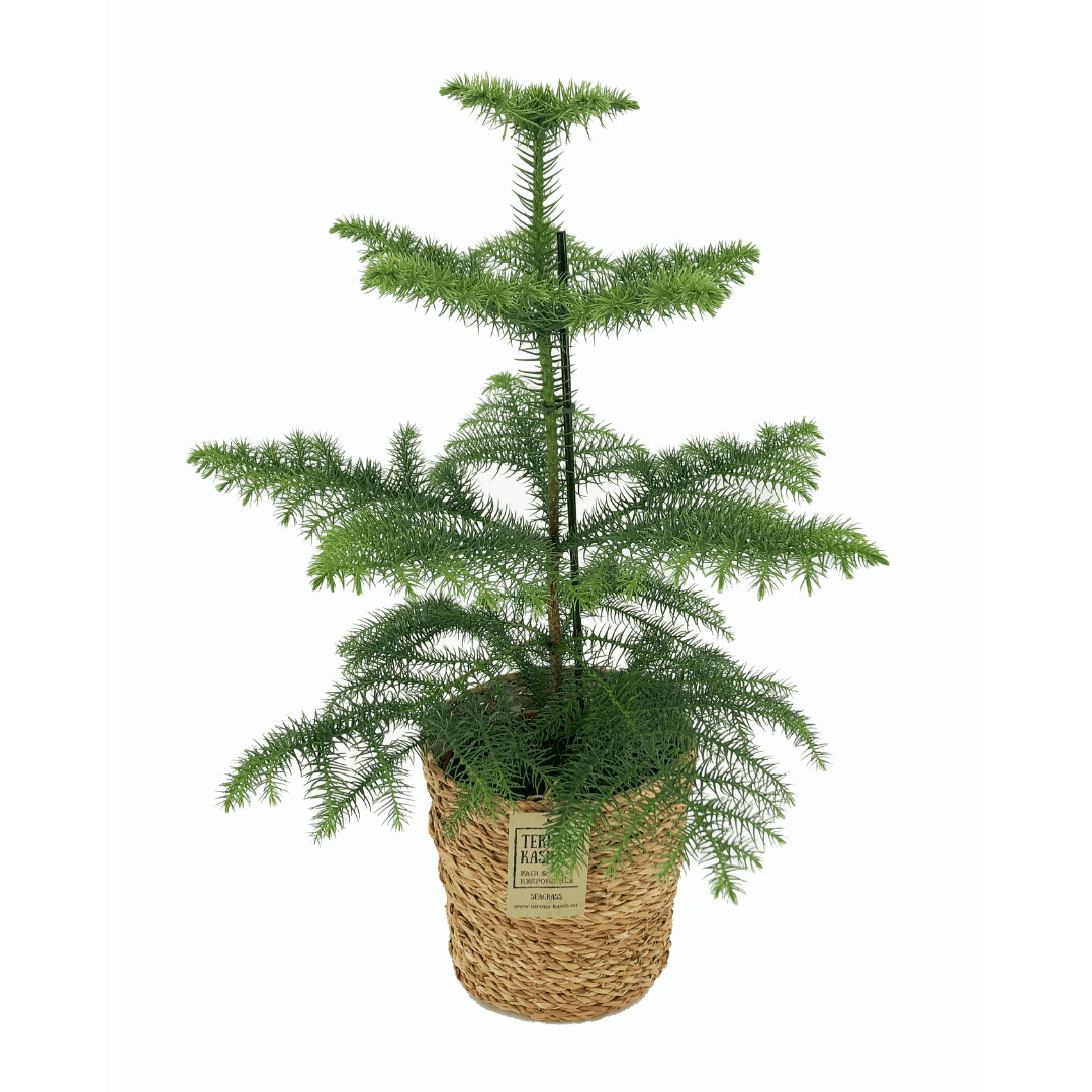 Araucaria 'room pine' en panier