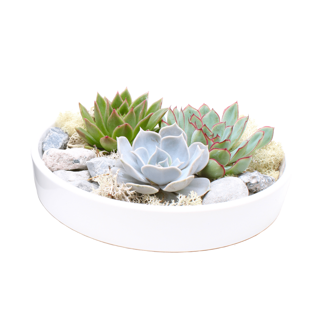 Echeveria garden mix dans un bol blanc