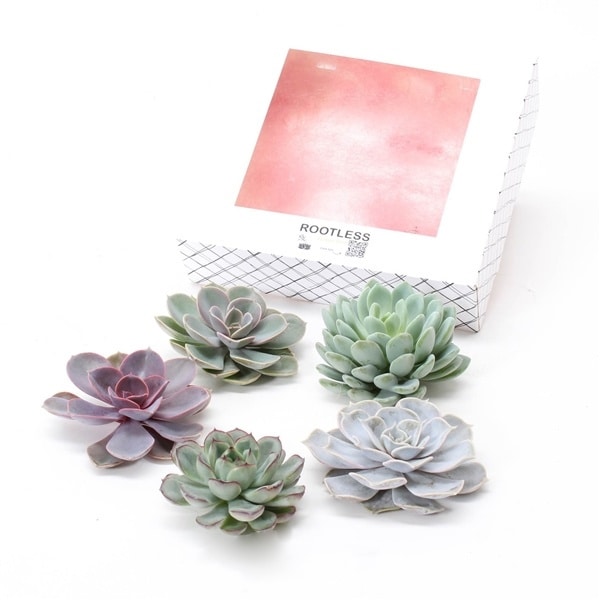 Echeveria diy box 7-10cm - mélange de 5