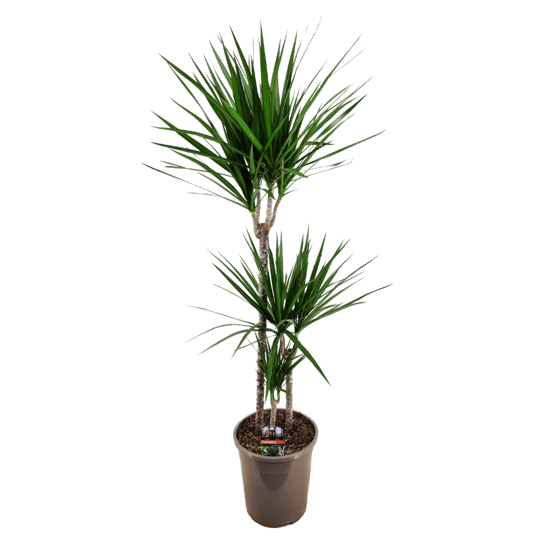 Xl dracaena 'marginata' dragonnier