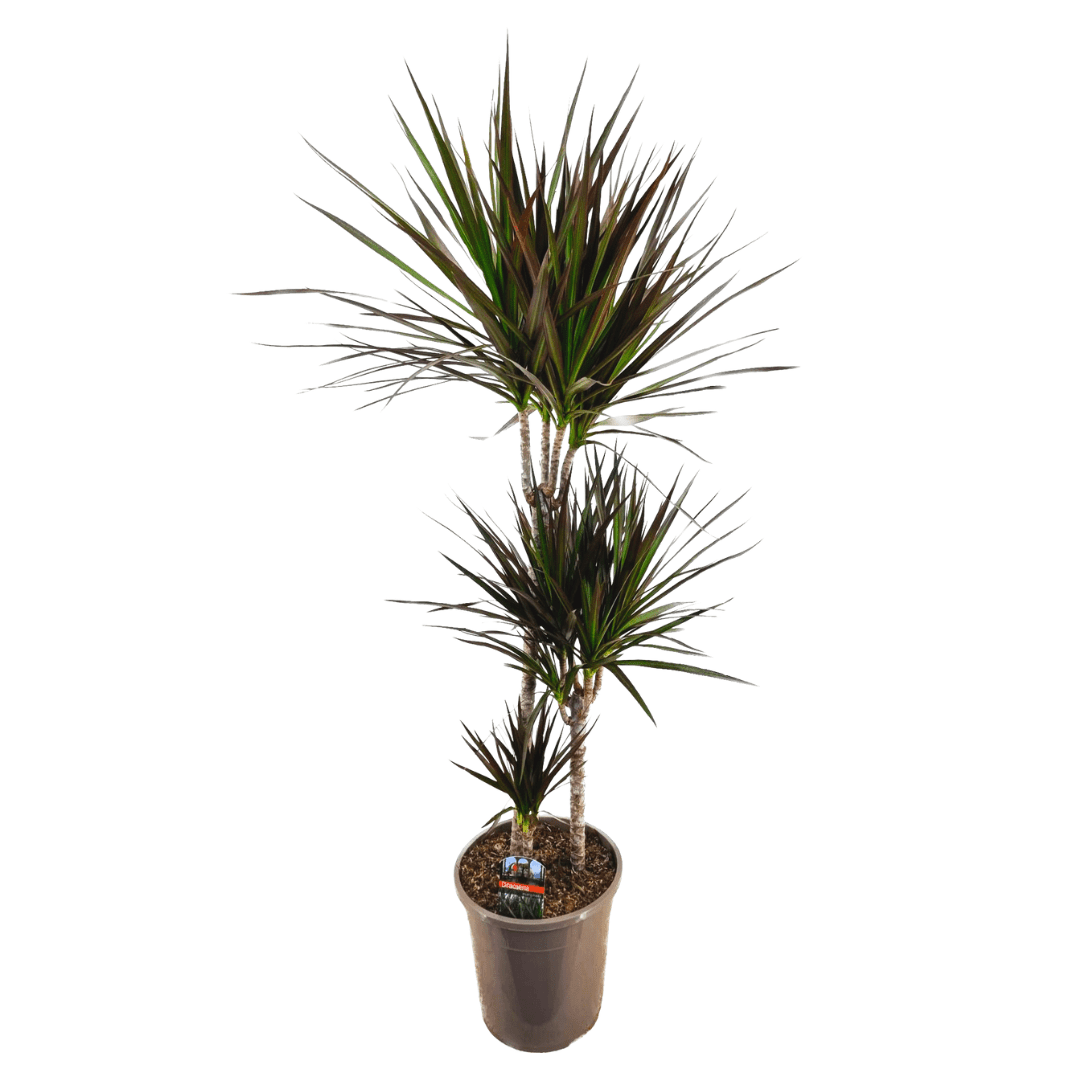 Xl dracaena 'magenta' dragonnier