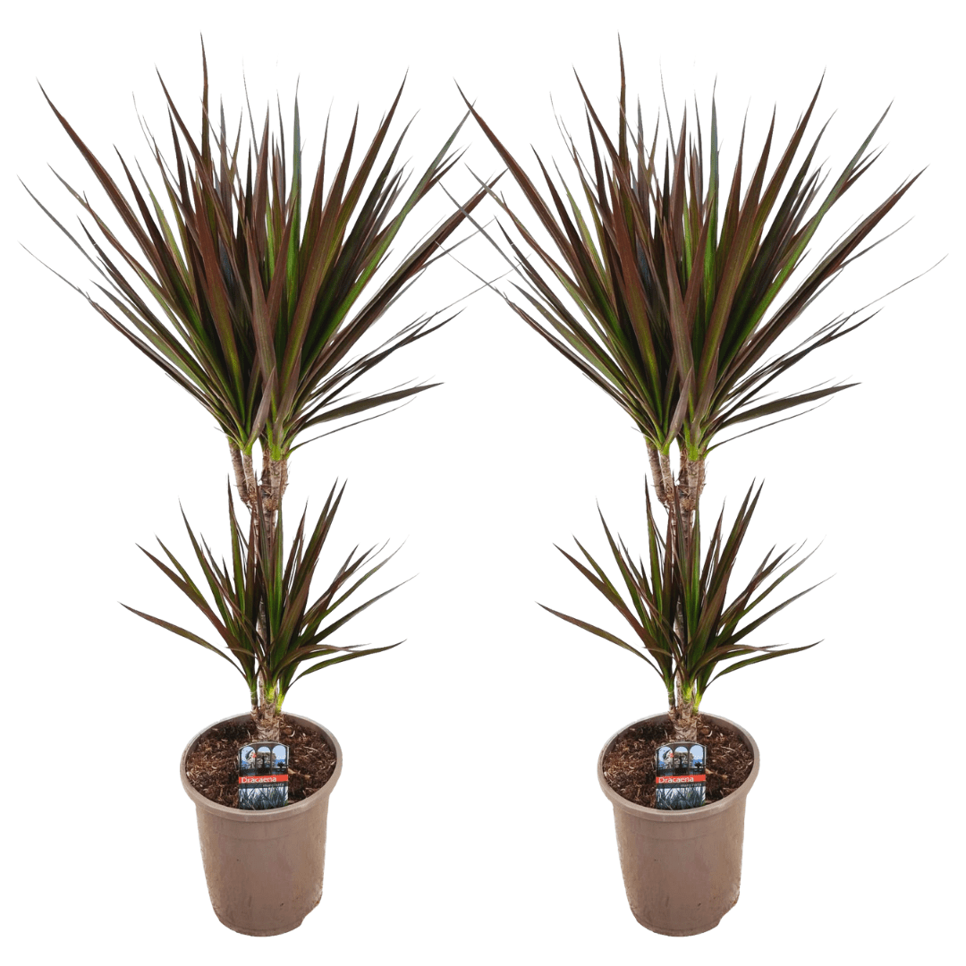 Dracaena 'magenta' dragonnier - lot de 2