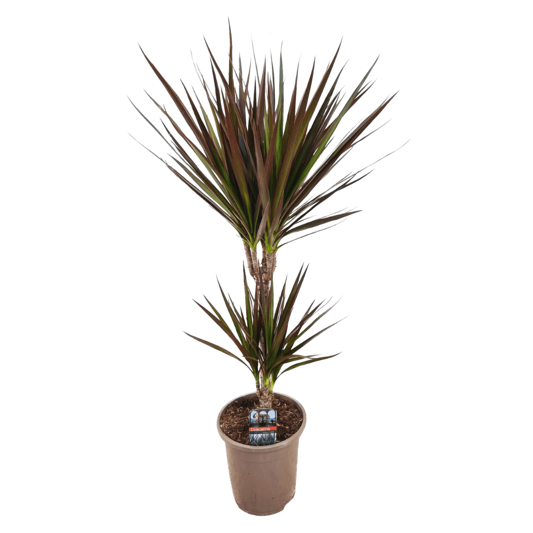 Dracaena 'magenta' dragonnier