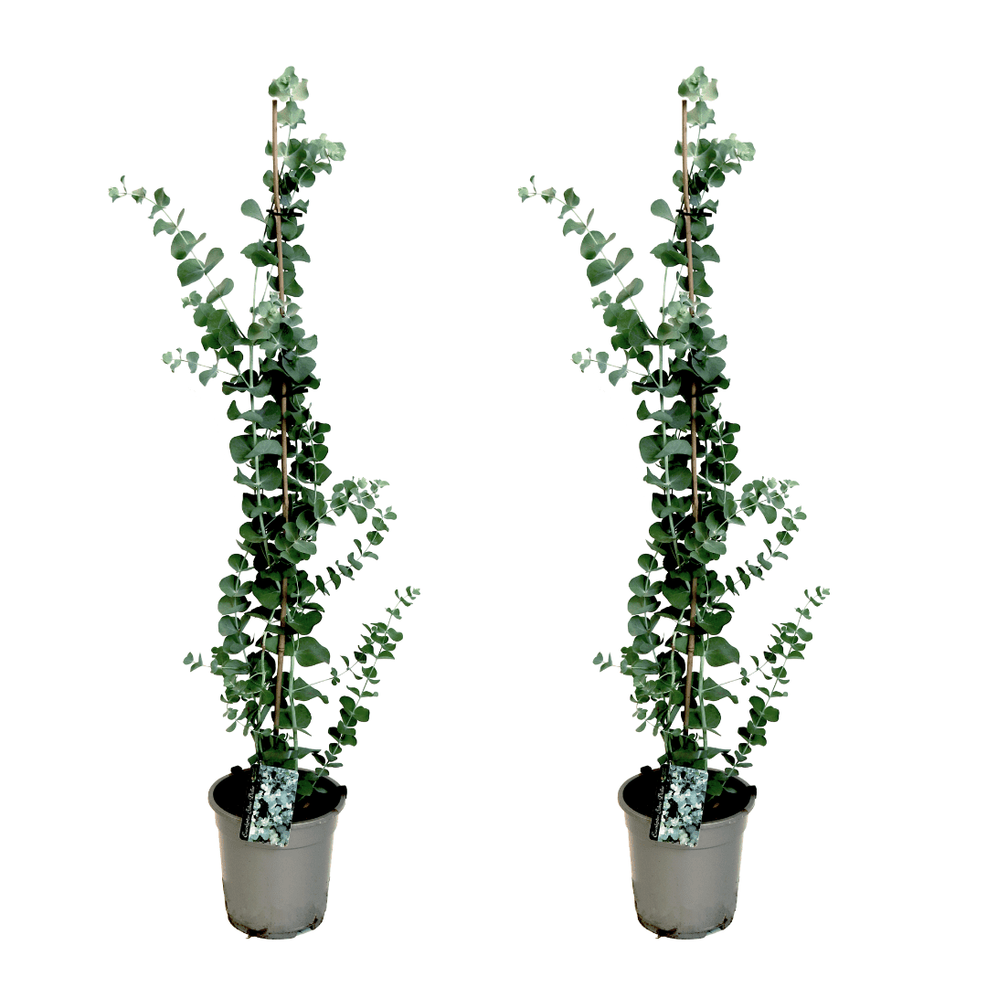 Eucalyptus silver dollar sur bâton xl -