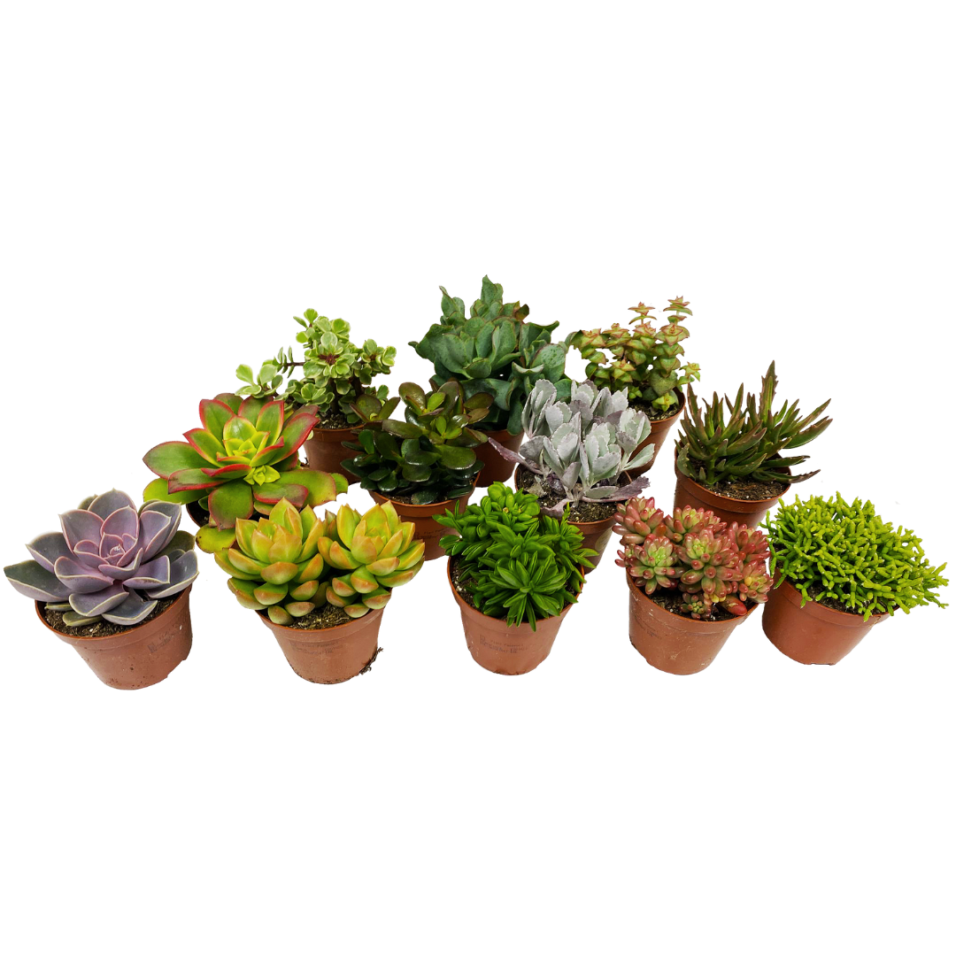 Mini succulentes - mélange de 12