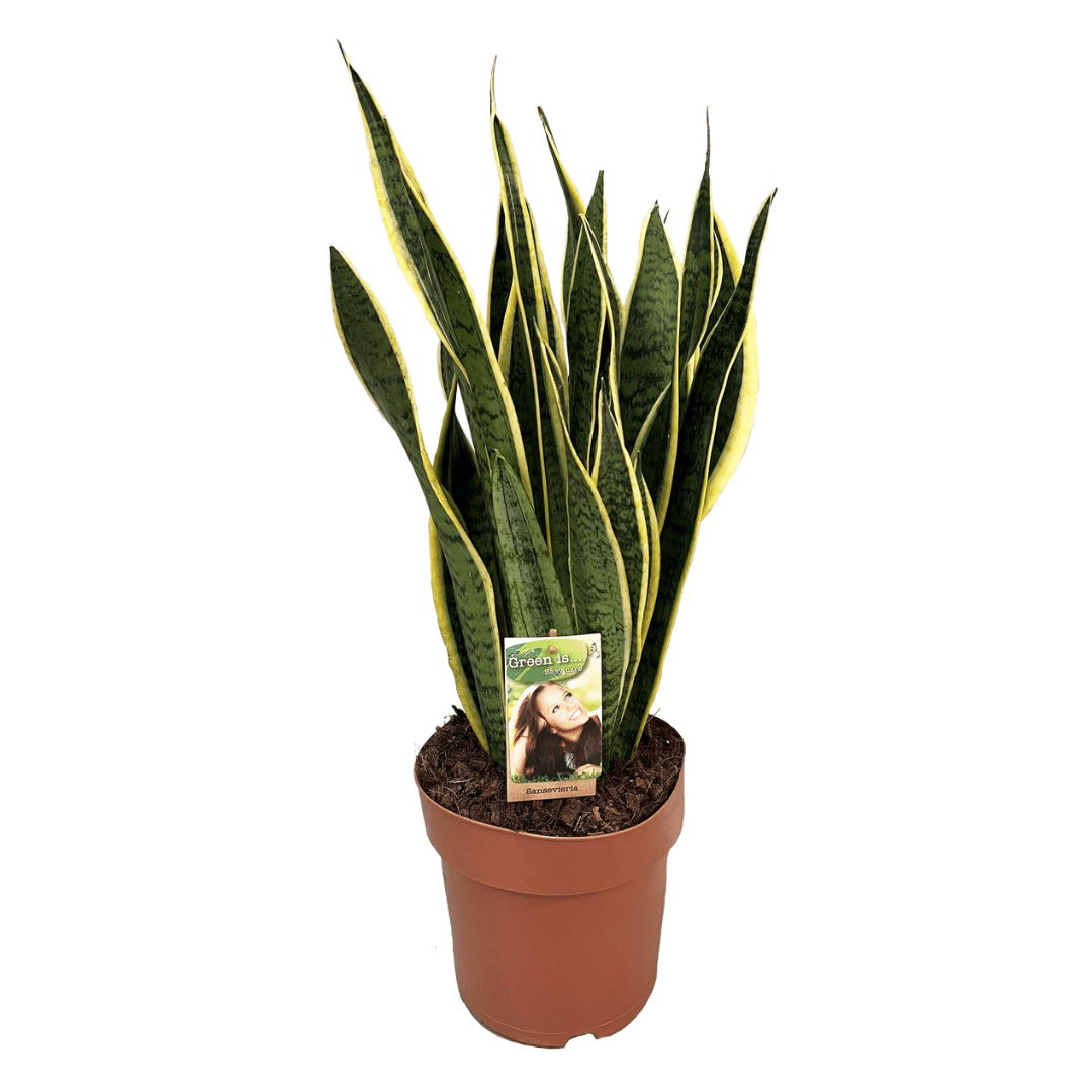 Sansevieria laurentii 'snake plant' (pla