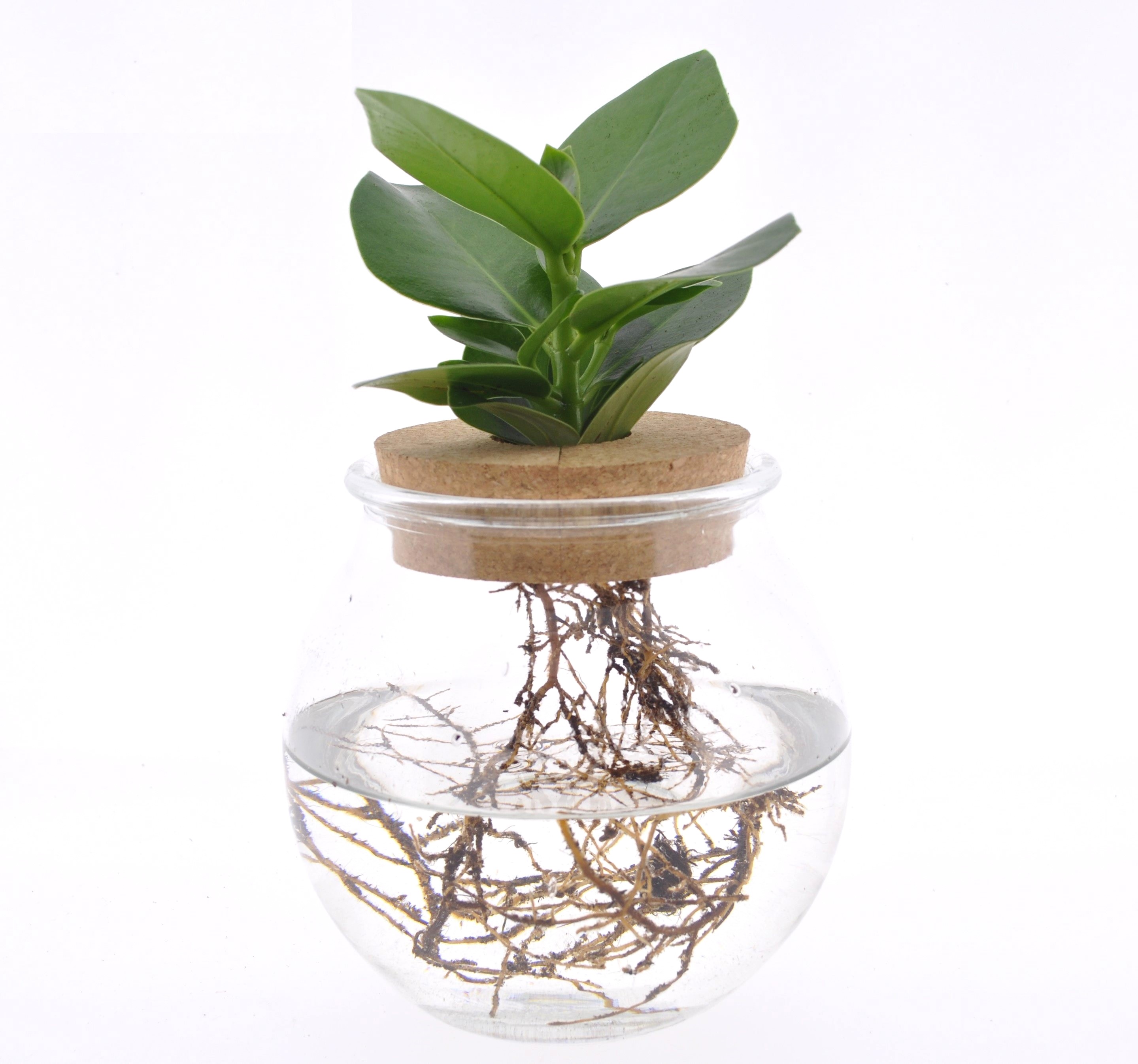 Plante de clusia dans un vase en verre -