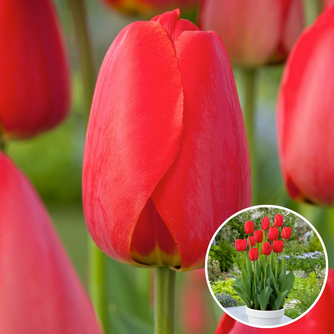 Bulbes de tulipe 'red impression' - lot