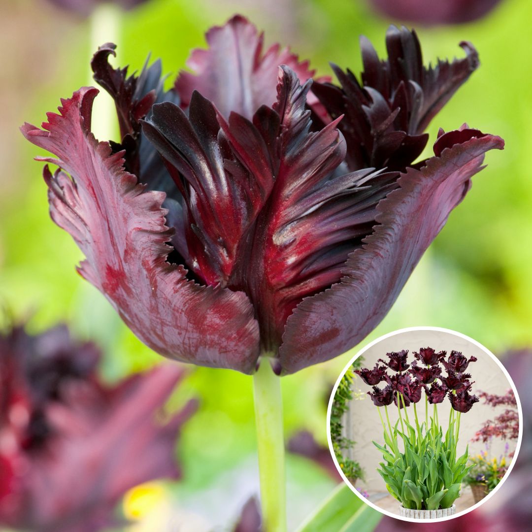 Bulbes de tulipe 'black parrot' - lot de