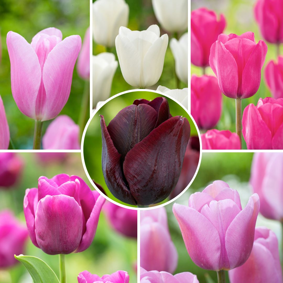 Bulbes de tulipe 'pastel mix' - mélange