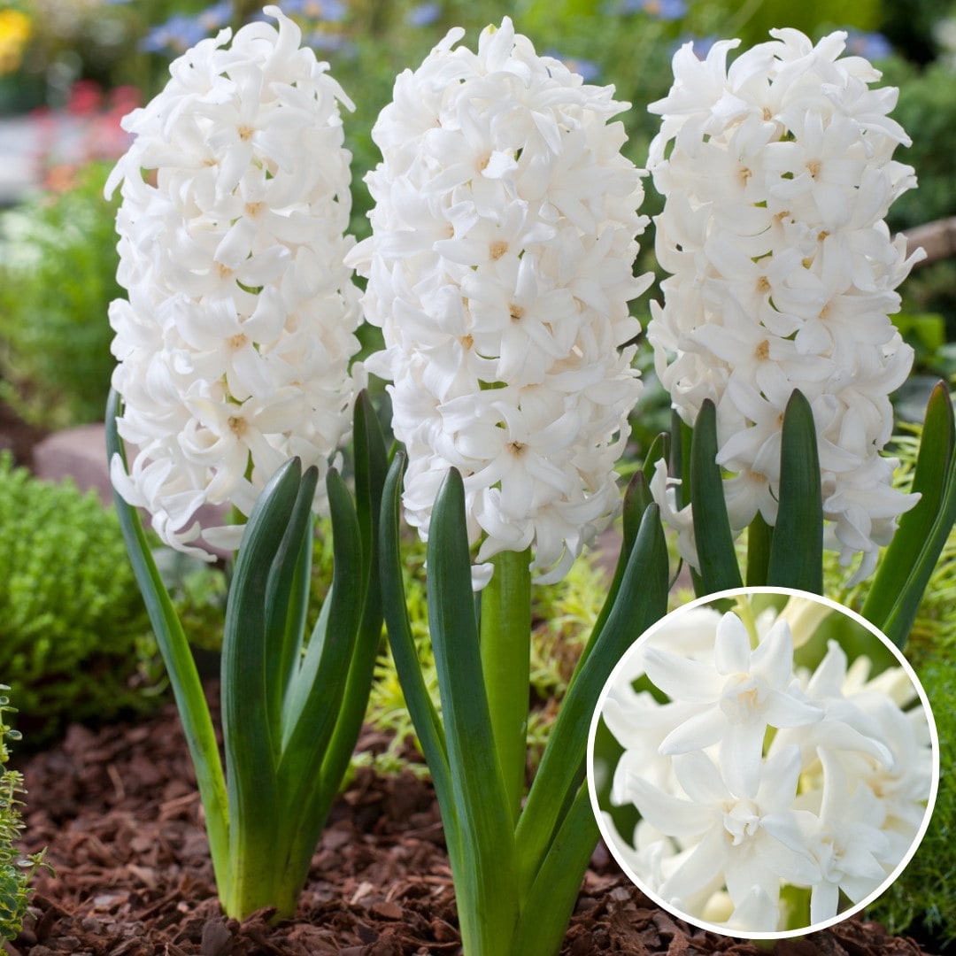 Bulbes de hyacinthe 'carnegie' - lot de