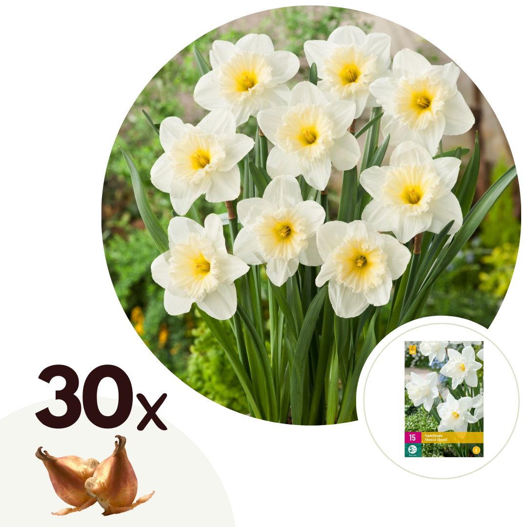 Bulbes de narcisse 'mount hood' - lot de